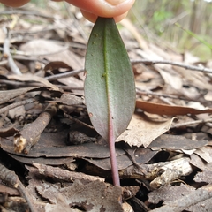 Cryptostylis leptochila
