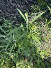 Helichrysum stenopterum