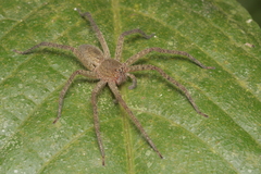 Heteropodinae