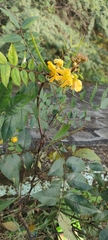 Senna occidentalis
