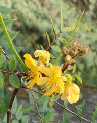 Senna occidentalis