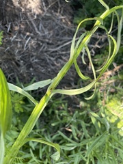 Helichrysum stenopterum