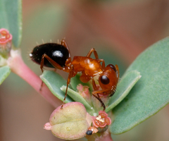 Opisthopsis haddoni rufoniger