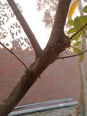 Ficus benguetensis