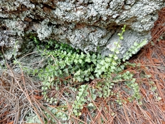 Asplenium flabellifolium