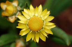 Xerochrysum interiore