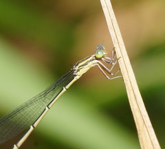 Rhadinosticta simplex