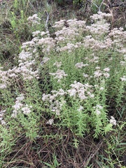 Eupatorium mohrii