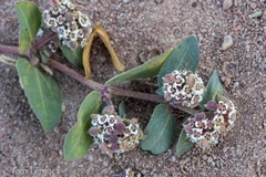 Euphorbia capitellata
