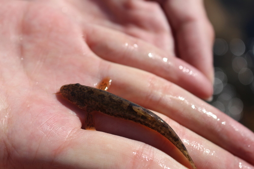Dala stone loach (Triplophysa dalaica) — Nemacheilidae — 2