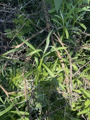 Helichrysum stenopterum