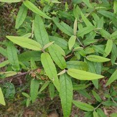 Olearia lirata