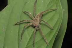 Heteropodinae