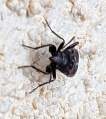 Rhyparochromidae