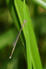 Rhadinosticta simplex
