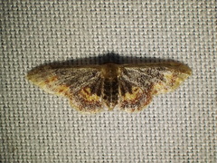 Idaea scintillularia