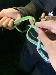 Ahaetulla prasina