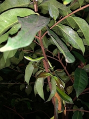 Ahaetulla prasina