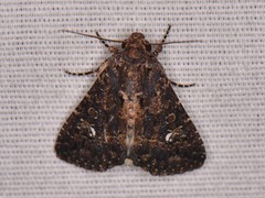 Condica albigera