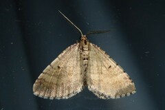 Asaphodes aegrota