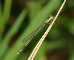 Rhadinosticta simplex