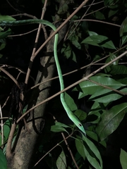 Ahaetulla prasina