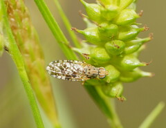 Austrotephritis poenia