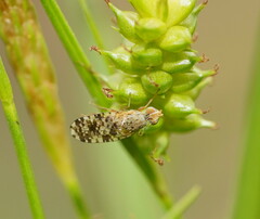 Austrotephritis poenia