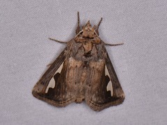 Didugua argentilinea