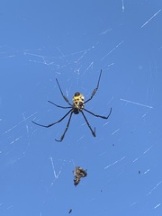 Trichonephila fenestrata