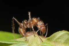 Ectatomma tuberculatum