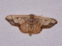 Idaea kendallaria