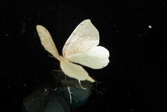 Sestra humeraria