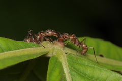 Ectatomma tuberculatum