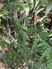 Jasminum nervosum