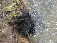 Stomopneustes variolaris