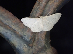 Idaea philocosma