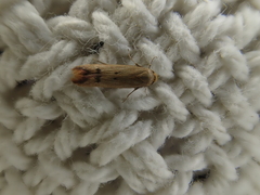 Tachystola hemisema
