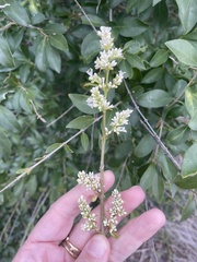 Ligustrum quihoui