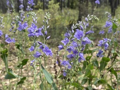 Veronica perfoliata