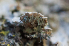 Physconia isidiigera