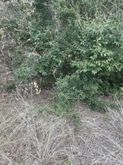 Ligustrum quihoui