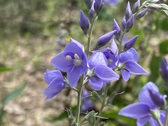 Veronica perfoliata