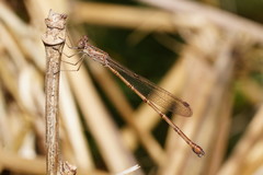 Indolestes tenuissimus