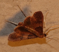 Endotricha ignealis
