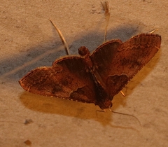 Endotricha ignealis