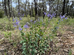 Veronica perfoliata