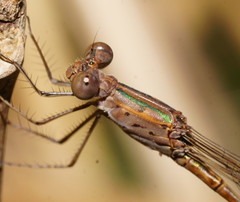 Indolestes tenuissimus