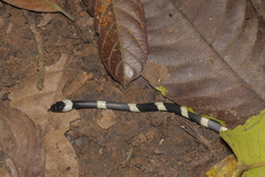 Oxyrhopus petolarius