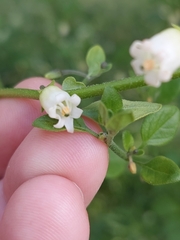 Salpichroa origanifolia